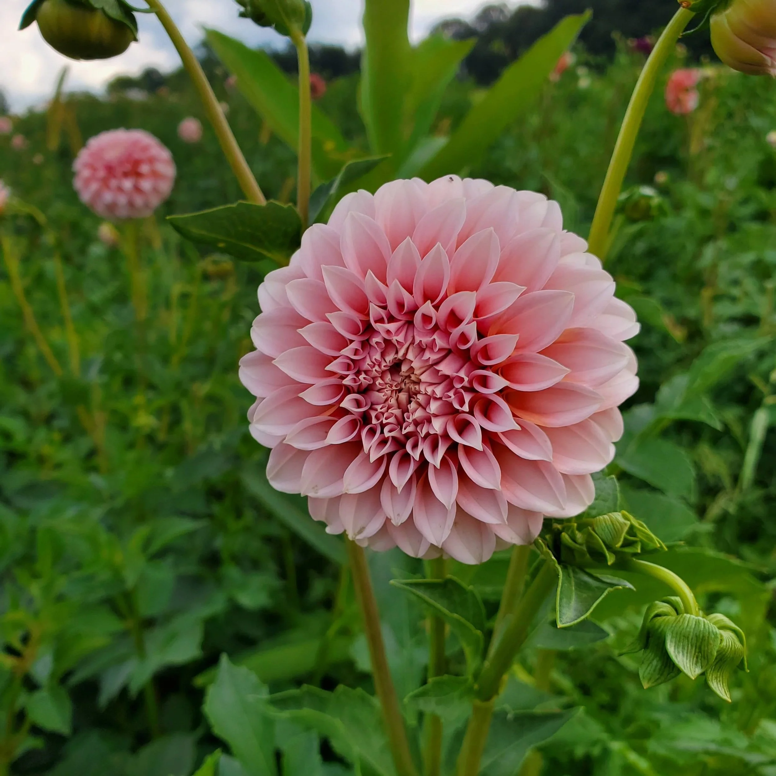 suria スリア　モイスチャーティー　グレイッシュピンク Dahlia Tuber Collection - Raspberry/Pink Shades — Goose Creek Gardens